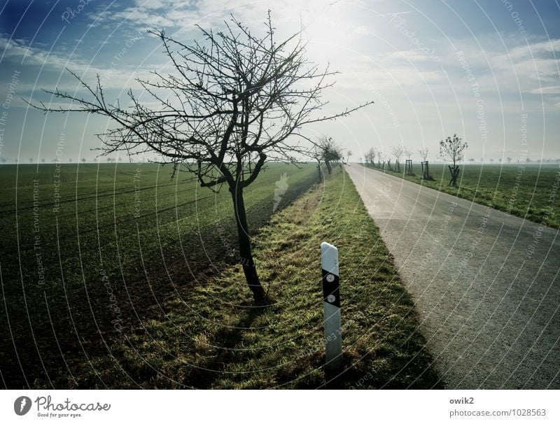 Nebenstraße Umwelt Natur Landschaft Pflanze Himmel Wolken Horizont Klima Schönes Wetter Baum Gras Straßengraben Feld Verkehr Verkehrswege leuchten hell Idylle