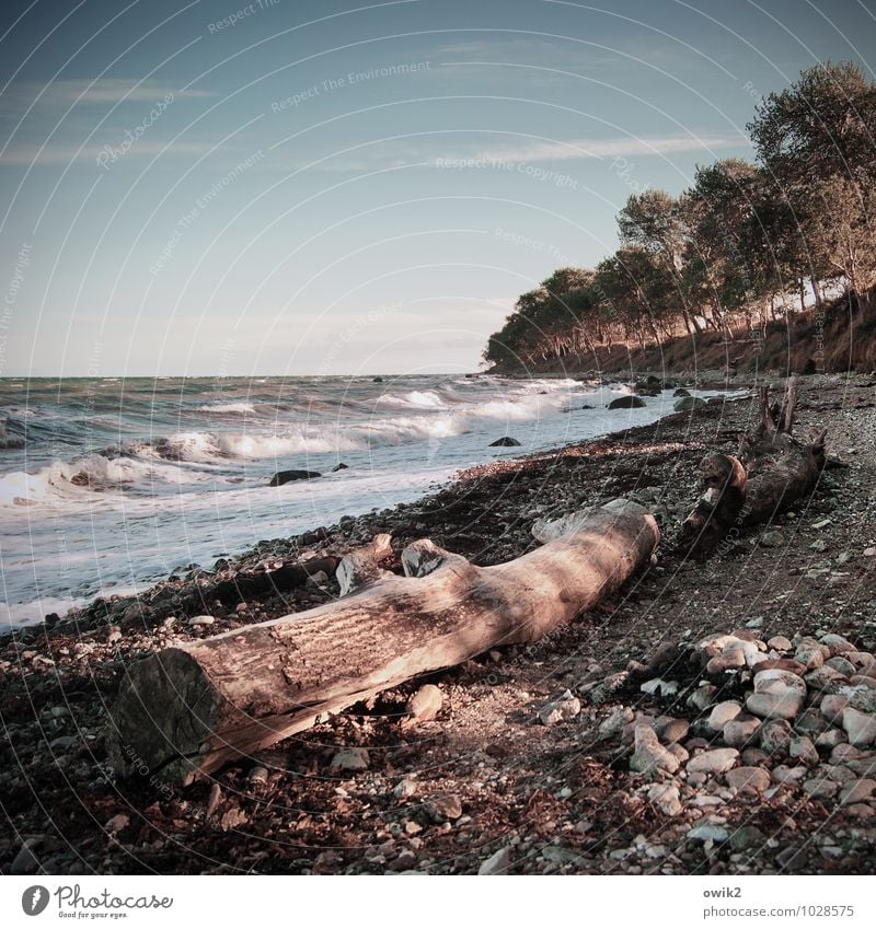 Fehmarn Umwelt Natur Landschaft Urelemente Wasser Himmel Horizont Klima Wetter Schönes Wetter Baum Wildpflanze Wellen Küste Strand Ostsee Insel Stein Holz Ferne