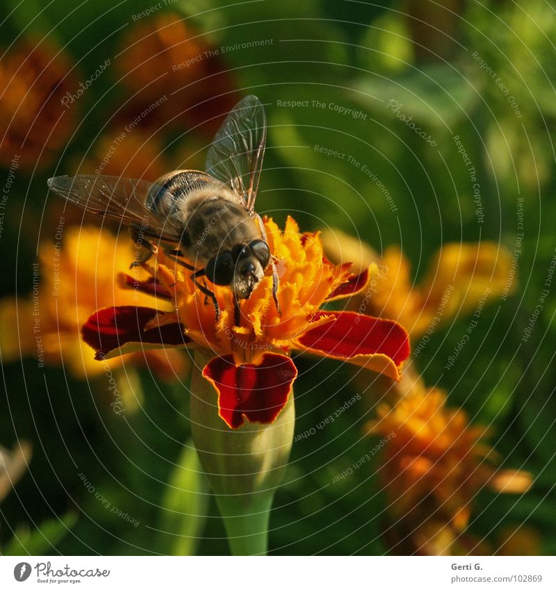 Bummel Honig Hummel Biene Imker gestreift schwarz Insekt Blume Blüte Pflanze Blütenblatt Botanik mehrfarbig Tagetes Schneckenabwehr rot gelb grün Pollen