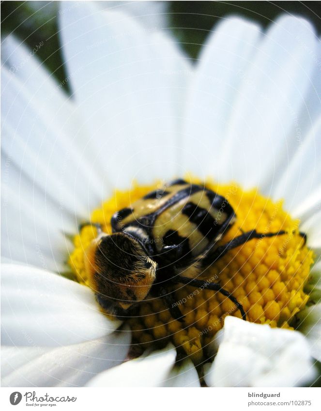 Margeriten Pinseldienst Pinselkäfer Insekt Pflanze Tier weiß grün gelb Blume Schiffsbug Sommer Wind festhalten Botanik Biologie Streifen schwarz ungefährlich