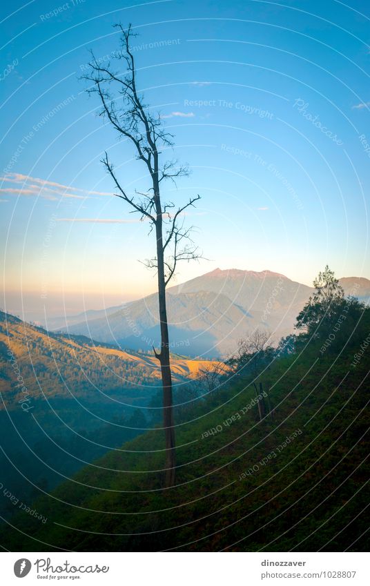 Baum in den Bergen Ferien & Urlaub & Reisen Tourismus Berge u. Gebirge Mann Erwachsene Natur Landschaft Wolken Nebel Wald Felsen Vulkan See blau gefährlich