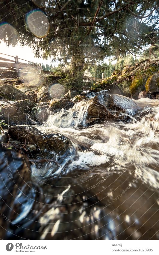 Sprudelndes Lebenswasser Natur Landschaft Pflanze Baum Berge u. Gebirge Wildbach Bach Wasser gigantisch frisch Erfrischung sprudelnd Lebenslauf Farbfoto