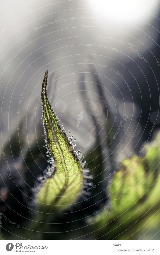 Elegante Tristesse Natur Sommer Herbst Pflanze Blatt Nutzpflanze Sonnenblumenblatt Kelchblatt außergewöhnlich bedrohlich dunkel authentisch einfach gruselig