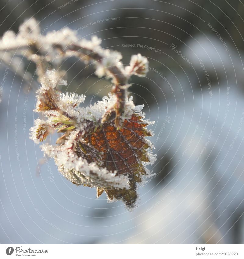 eisig verziert.... Umwelt Natur Pflanze Winter Eis Frost Blatt Wildpflanze Zweig Blattadern Wald alt hängen dehydrieren authentisch außergewöhnlich schön kalt