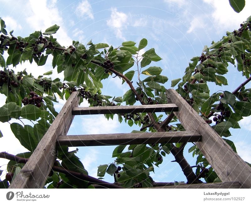 Gen Himmel Kirsche Baum Geäst Holz wackelig trocken Leitersprosse Sommer Ast blau alt Freiheit gefährlich Niveau oben Frucht Treppe