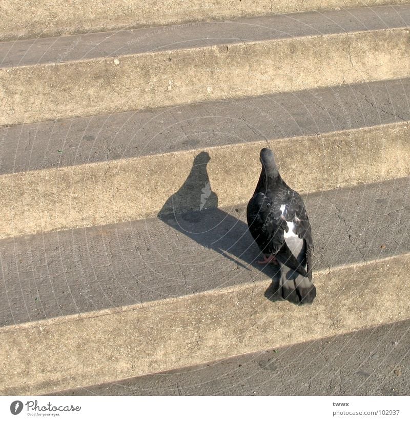 Bin ich schön ? Spiegelbild Licht & Schatten verdunkeln Schattenspiel Taube Vogel Tier nah Makroaufnahme aufsteigen aufwärts eitel skeptisch Stadt Feder stehen