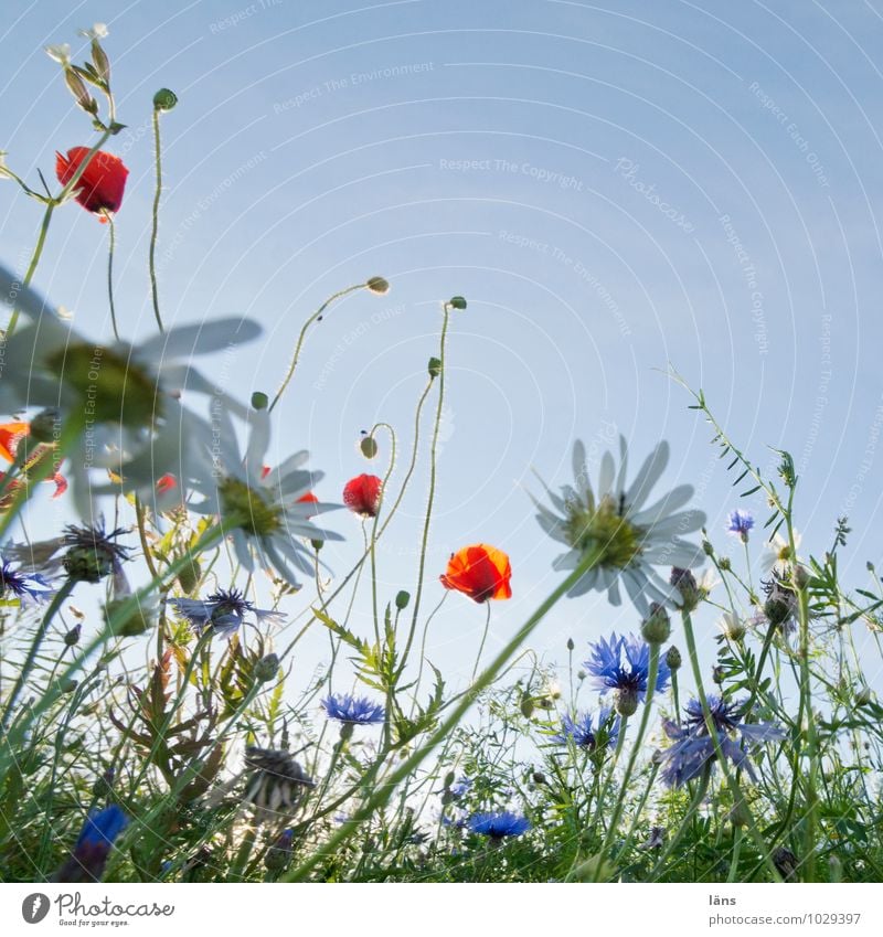 höhepunkt Ferien & Urlaub & Reisen Tourismus Ausflug Sommer Sommerurlaub Umwelt Natur Landschaft Himmel Schönes Wetter Blume Blüte Mohn Kornblume Margerite