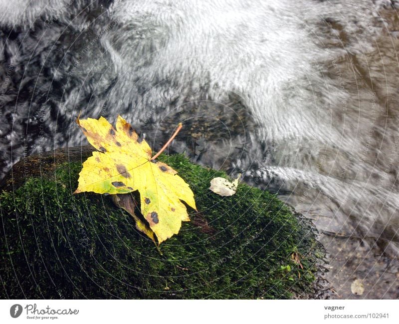 Herbst Blatt gelb Bach Wildbach mehrfarbig Langzeitbelichtung Fluss Wasser Stein Herbstlaune