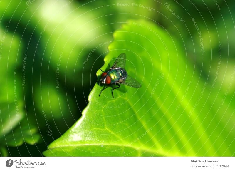 STARTBAHN Insekt Biene Wespen Tier Blatt Baum nah Flugplatz Symbole & Metaphern grell Strahlung Atom grün Reinigen Pause Sonnenbad Sommer Frühjahrsputz