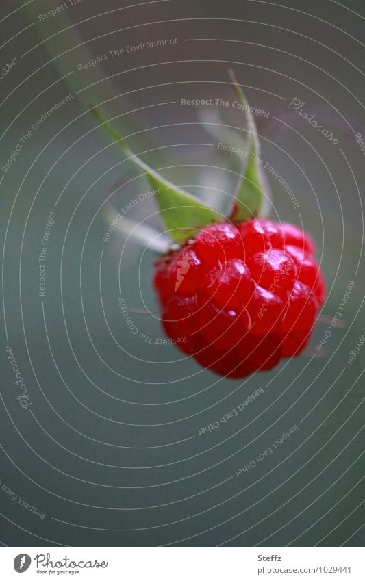 rote Himbeere fürs Müsli rote Beere pflückreife Himbeere Frucht Obst Heilpflanze Nutzpflanze Farbfleck Wildpflanze Reifezeit pflücken Bio Juni Juli gesund vegan