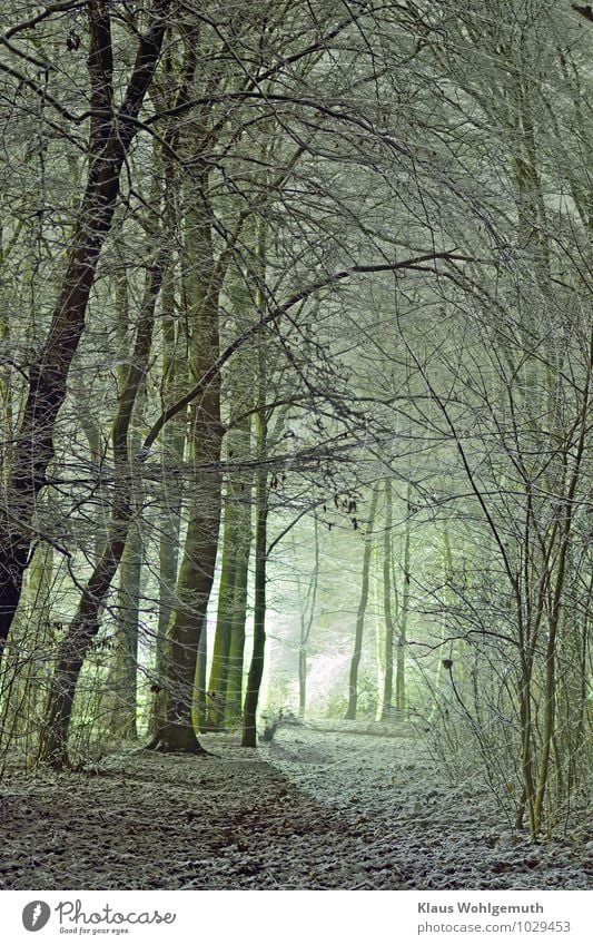 Winter im Park Umwelt Natur Pflanze Eis Frost Schnee Baum Sträucher Wald frieren leuchten blau braun grau grün weiß Farbfoto Außenaufnahme Menschenleer