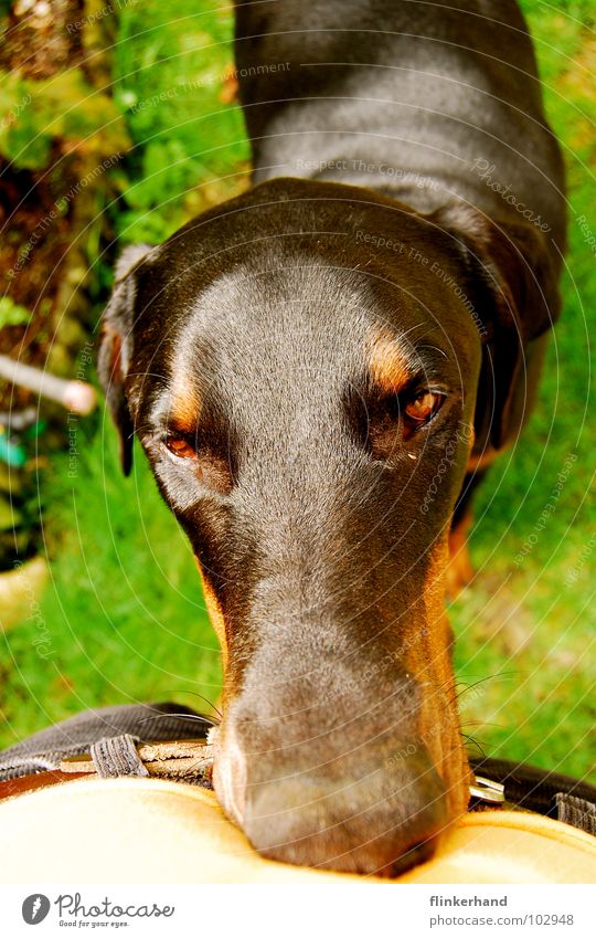 hundeschlange Dobermann Gras Sommer Hund Fröhlichkeit verrückt gelb T-Shirt Gürtel Außenaufnahme Vogelperspektive dumm geschlossene Augen biegen Säugetier Tier