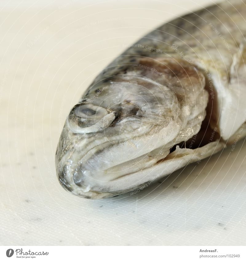 Forelle blau Regenbogenforelle kochen & garen fischig Fischkopf Küche Fischgericht Angeln Tier Fleisch Ernährung Fischauge Tod