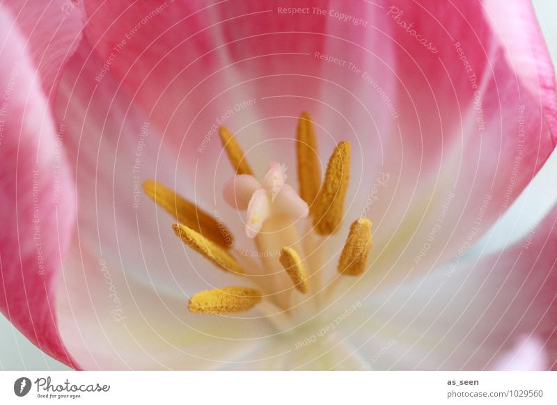 Inside elegant schön Wellness Valentinstag Blume Natur Pflanze Frühling Tulpe Blüte Blütenblatt Blütenstempel Staubfäden Pollen Fruchtbarkeit Blühend leuchten