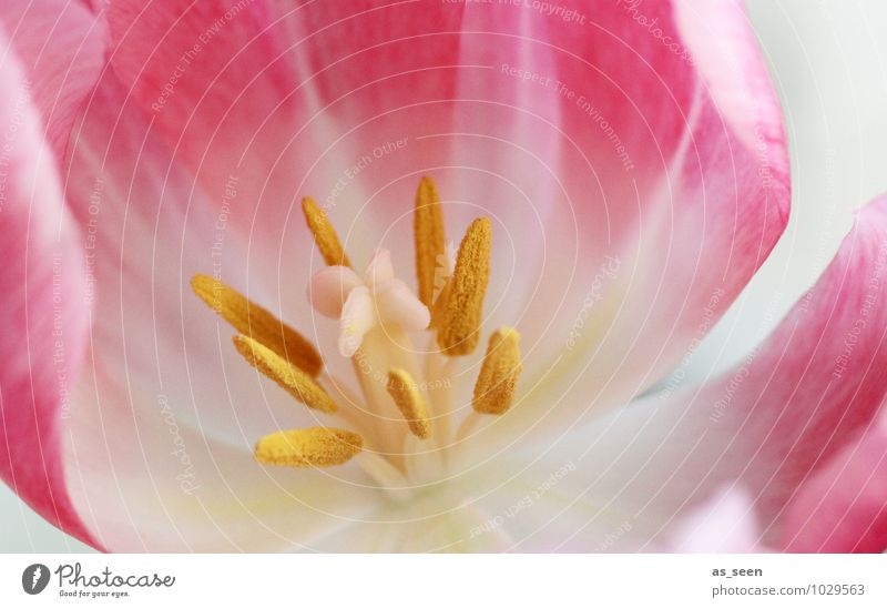 Frühling Wellness Meditation Duft Garten Muttertag Gartenarbeit Blume Tulpe Blüte Blütenblatt Blütenstempel Staubfäden Pollen Park Blühend leuchten ästhetisch