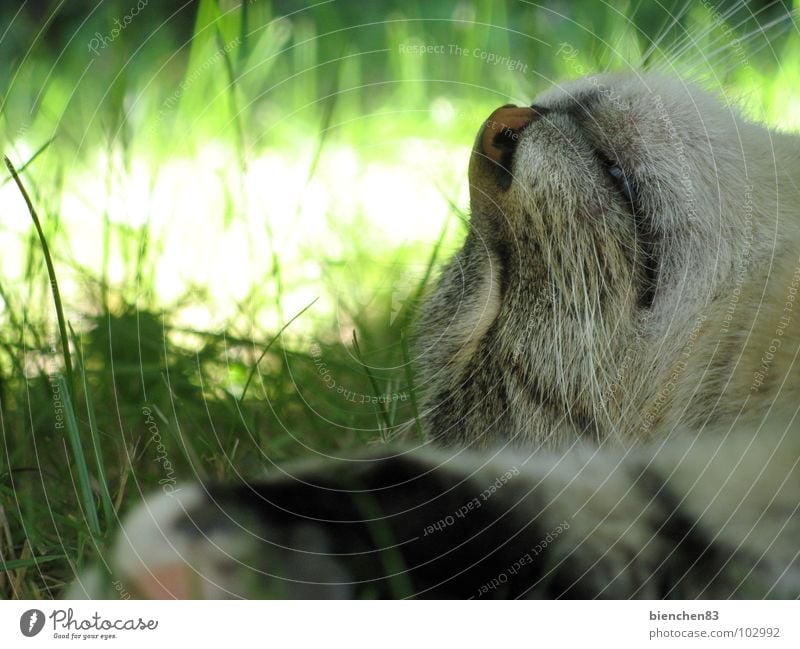 Faulenzen in der Sommerhitze... Erholung Garten Natur Schönes Wetter Gras Haustier Katze 1 Tier Pause faulenzen Mittagsschlaf Säugetier Katzenweibchen