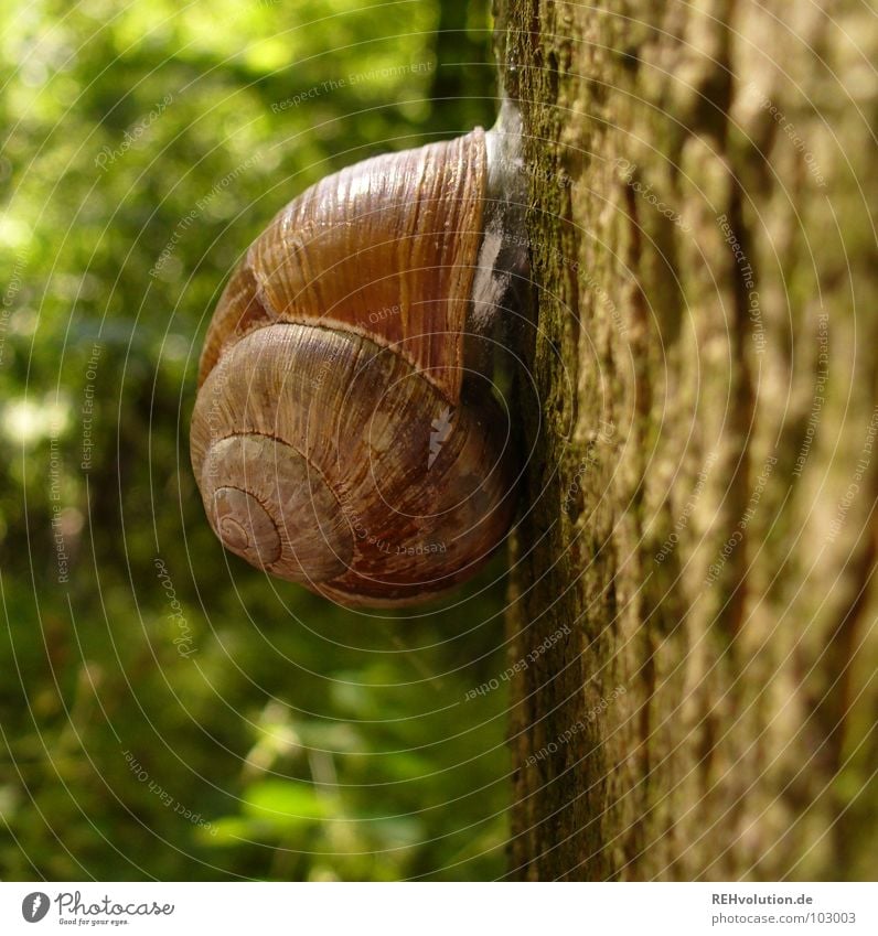 hey schnecke! Baum Wald Schneckenhaus Rückzug zurückziehen kleben festhalten grün Wildnis Tier Pflanze Baumrinde Baumstamm Makroaufnahme Nahaufnahme festkleben