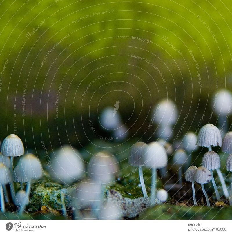 Pilzgruppe Moos Sporen Flechten Natur mehrere Anhäufung Knolle Pilzhut kappe Lamelle Umwelt Pflanze Botanik Herbst herbstlich ökologisch mykologie Symbiose