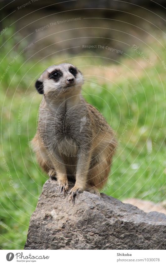 Meercat Wildtier Zoo 1 Tier sitzen niedlich braun grau achtsam Erdmännchen Farbfoto Außenaufnahme Nahaufnahme Menschenleer Textfreiraum oben Tag