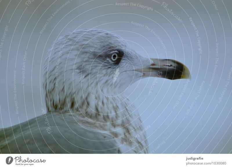 Möwe Natur Tier Klima Küste Strand Meer Wildtier Vogel Tiergesicht Silbermöwe 1 Blick warten kalt natürlich wild Stimmung ruhig Farbfoto Gedeckte Farben