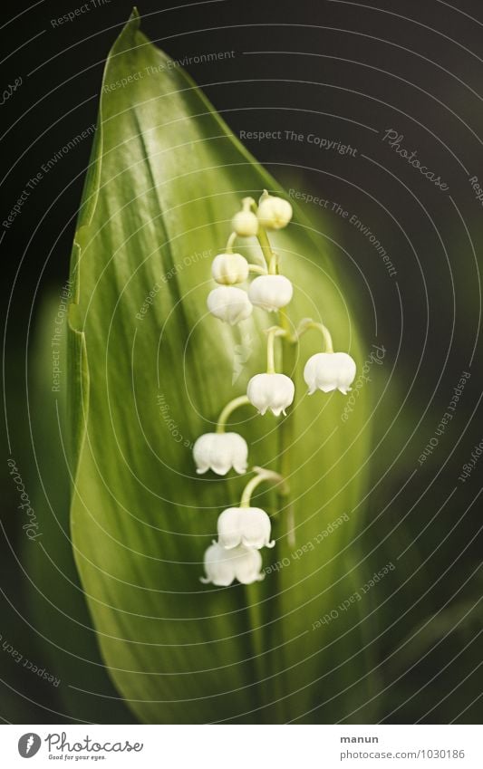 Maiglöckchen Gesundheit Natur Frühling Pflanze Blume Blüte Frühlingsblume Giftpflanze Duft bedrohlich gefährlich Farbfoto Nahaufnahme Menschenleer