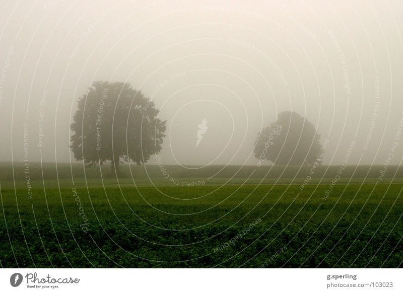 Sommerregennebel Baum Nebel grün grau nass Feld Wiese unheimlich feucht Regen