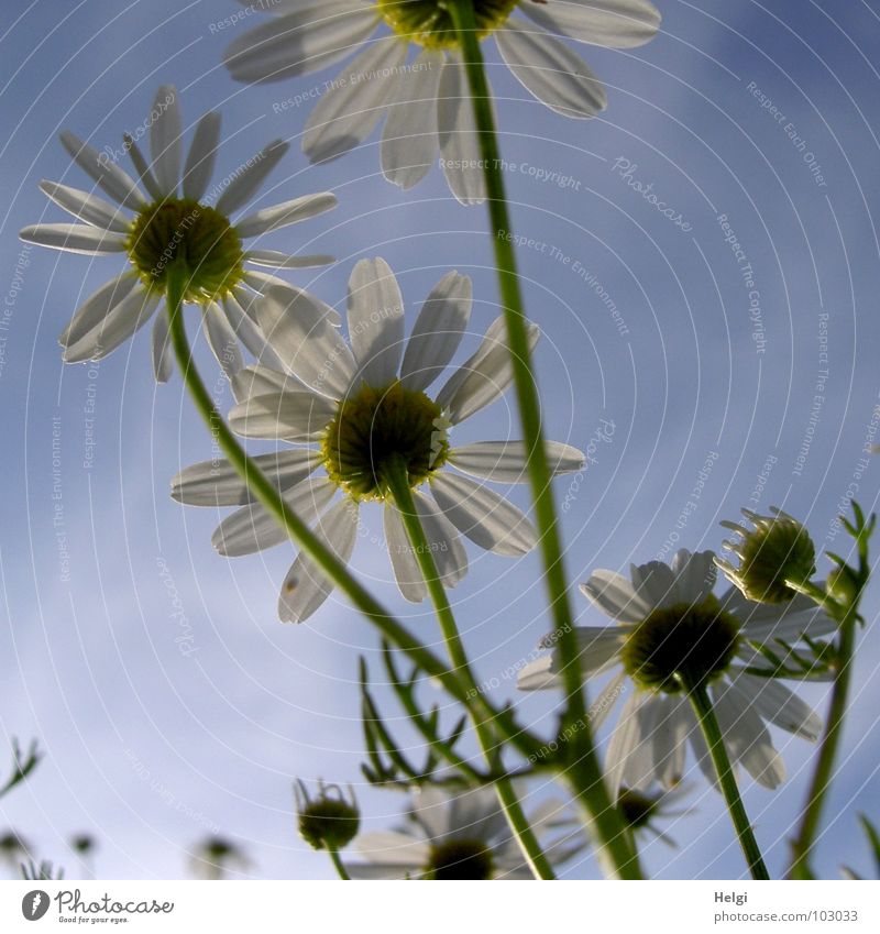 Nahaufnahme von Margariten aus der Froschperspektive vor blauem Himmel Blume Blüte Kamille Blütenblatt Stengel Wolken grün weiß gelb Blühend Feld Heilpflanzen