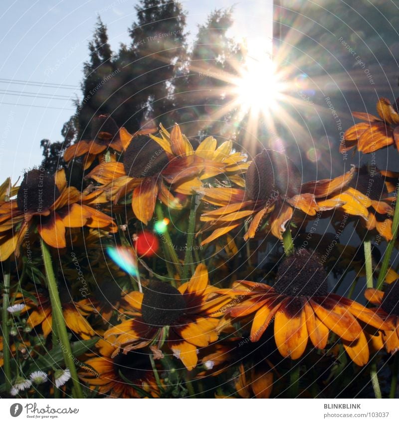 sonnenblumen Blume Sonnenblume gelb Sommer grün schön Blüte Pflanze Blende Beleuchtung blenden Natur Himmel Blühend blau Sonnenhut sun flower sunflower shine