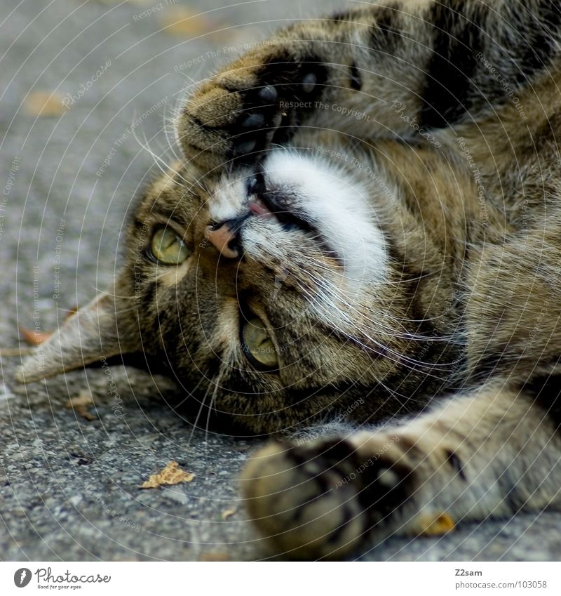 rocky relax Dehnübung Aerobic dehnen Katze Tier Fell Muster Teer Beton süß Pfote Schwanz niedlich Haustier Erholung Säugetier stretch Bewegung Turnen animal