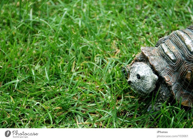 no hero - turtle! Schildkröte Tier Gras grün Wiese Zoo Reptil Gehege Muster Furche Lebewesen rasenmähen Halm langsam entdecken saftig Fressen Sommer Garten