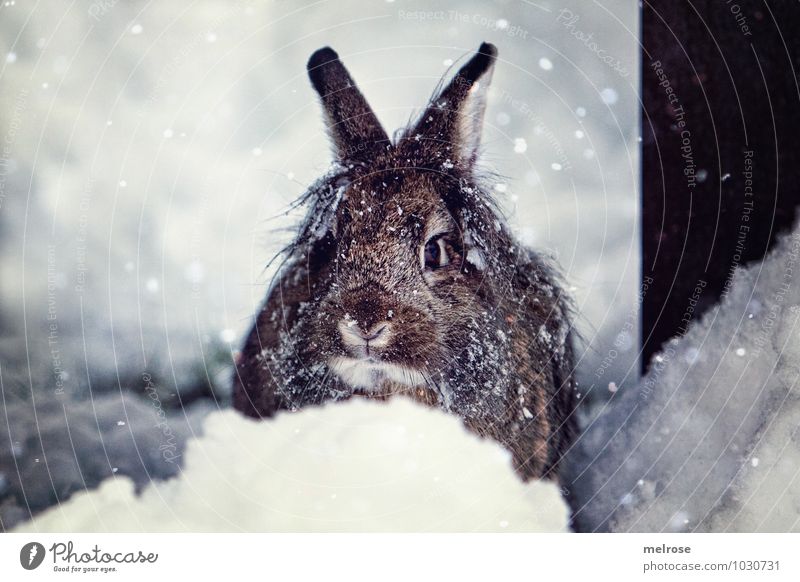 Schneehase Schnuffi Umwelt Natur Winter Schneefall Haustier Tiergesicht Fell Zwergkaninchen Löwenkopf Hasenohren Schnauze Schnurrhaar Nagetiere Osterhase