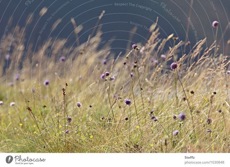 schottische Sommerwiese im Wind Schottland Sommer in Schottland nordische Natur Norden Sommer im Norden verweht schottischer Sommer nordische Romantik