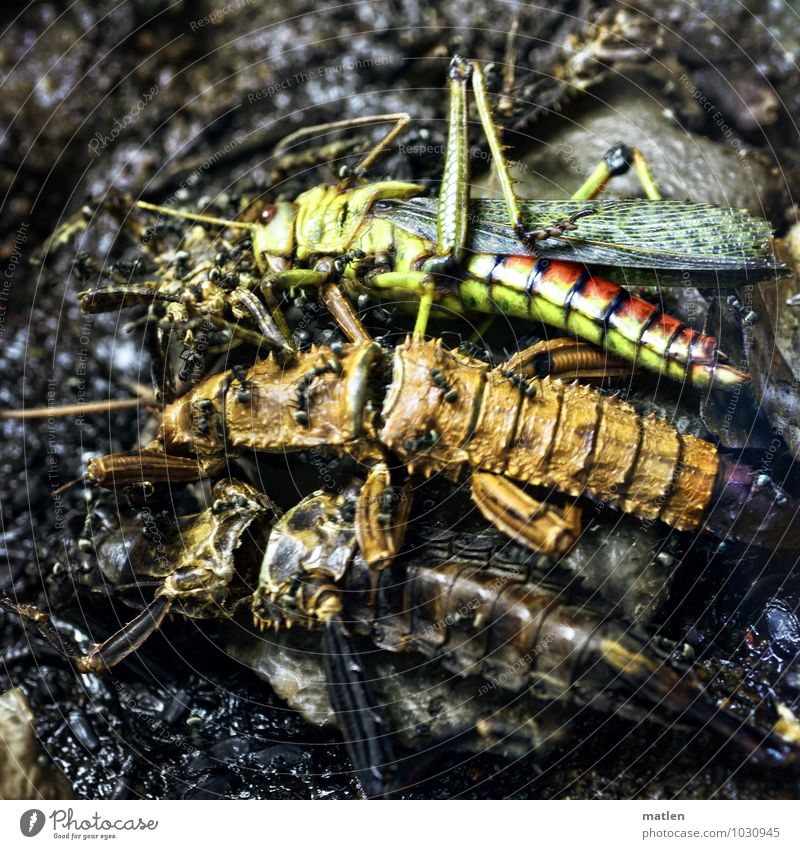 Massengrab Tier 3 Tiergruppe Tierfamilie liegen braun mehrfarbig gelb grün rot schwarz Tod nebeneinander Insekt Ameise Schrecken Farbfoto Menschenleer