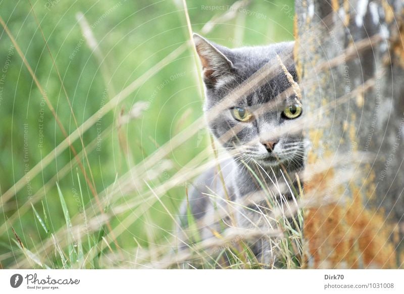 Aus der Deckung Umwelt Gras Halm Flechten Garten Mauer Wand Betonmauer Tier Haustier Katze Tiergesicht 1 bedrohlich listig Neugier klug wild braun gelb grau