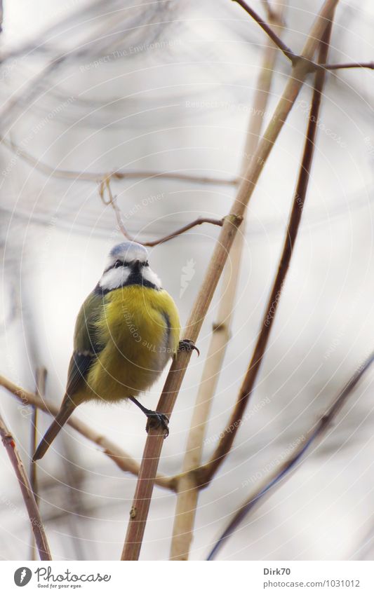 Kletterkünstler Umwelt Natur Tier Winter schlechtes Wetter Sträucher Zweig Park Wald Wildtier Vogel Meisen Blaumeise Singvögel 1 schaukeln frech hell kalt klein