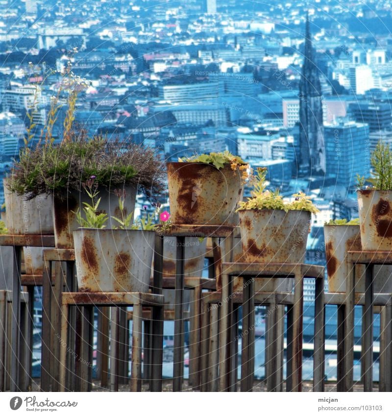 Guuuuuuuuten Mooooorgen! Stadt Blume Kübel Topf Blumentopf Pflanze Ständer Tisch Hintergrundbild Vordergrund angeordnet rot Eimer Tapete Quadrat Stillleben rosa