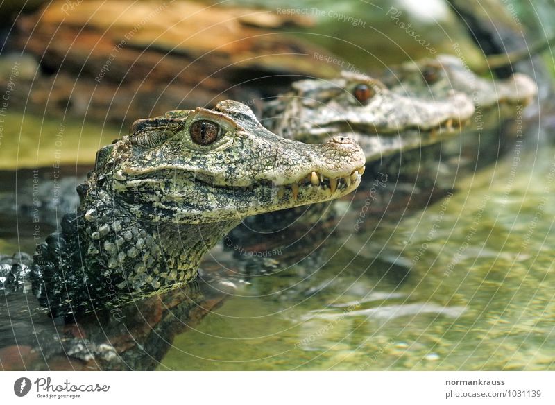 Kaimane Tier Wildtier Schuppen Reptil Panzerechse Echse Echsen 3 beobachten exotisch grün Panzerechsen Farbfoto Innenaufnahme Nahaufnahme Textfreiraum rechts