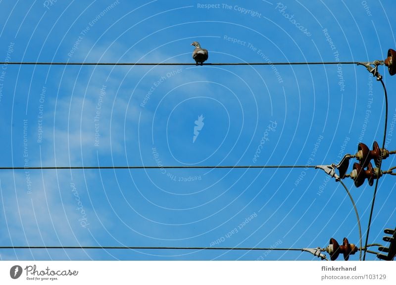 gurru, gurru, gurru Taube Hochspannungsleitung Strommast Elektrizität Wolken Sommer Tier Vogel Himmel Langeweile Leitung blau