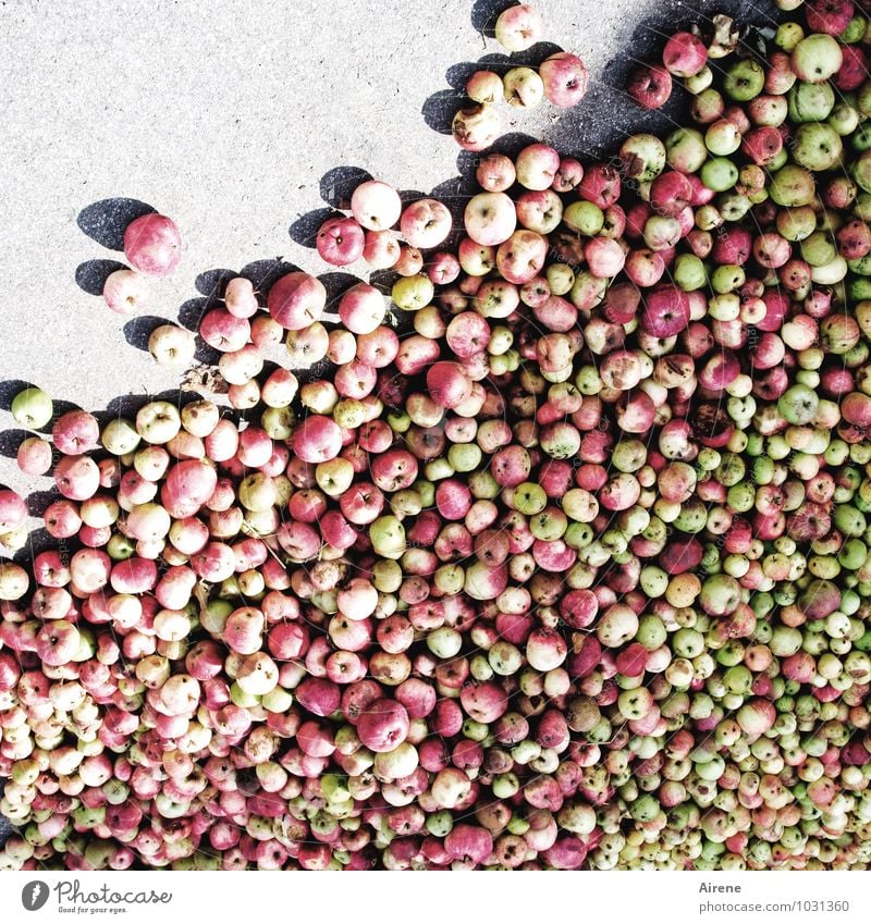 Prozent- und Promilleübung Lebensmittel Frucht Apfel Fallobst fallen liegen grau grün rot Verarbeitung Brennerei Obstler Apfelbrand faulig Farbfoto