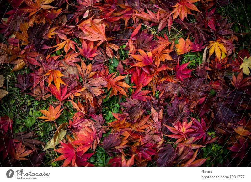 kunterbunt Natur Herbst Pflanze Blatt Grünpflanze Wildpflanze Garten Park Wiese verblüht dehydrieren natürlich unten mehrfarbig gelb grün orange rot