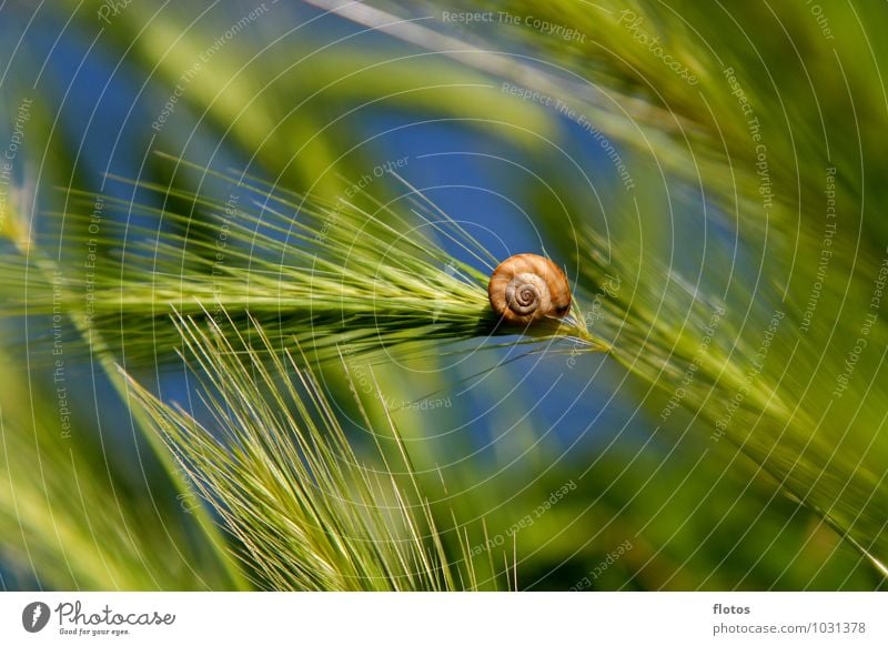 Home Natur Sonnenlicht Sommer Schönes Wetter Pflanze Gras Grünpflanze Nutzpflanze Feld authentisch klein natürlich schön blau braun grün Stimmung Sicherheit