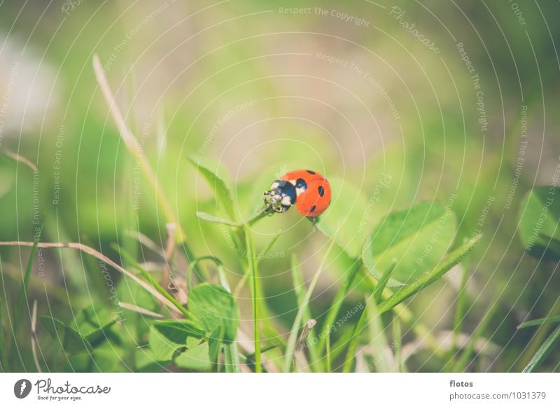 rot-schwarz Natur Sommer Schönes Wetter Gras Wiese Tier Wildtier Käfer krabbeln natürlich braun grün Tierliebe ruhig Farbfoto Außenaufnahme Nahaufnahme