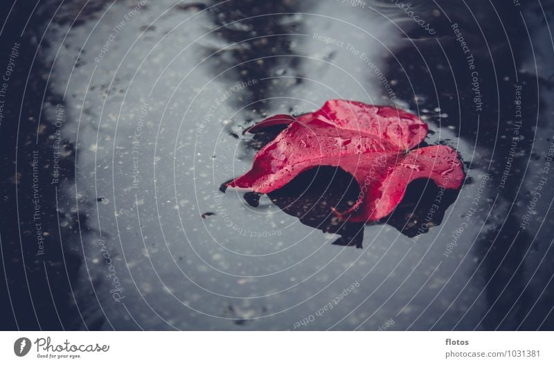 Roter Oktober Natur Wasser Herbst schlechtes Wetter Regen Pflanze Blatt Grünpflanze kalt nass natürlich unten grau rot schwarz Gefühle Traurigkeit Trauer