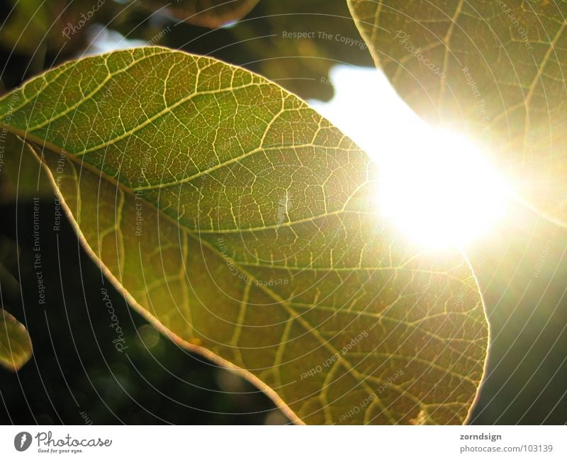 Sonnenblatt Blatt Baum Sträucher Abenddämmerung grün Sommer Gefäße Muster Gegenlicht Erholung Grünpflanze Garten Park