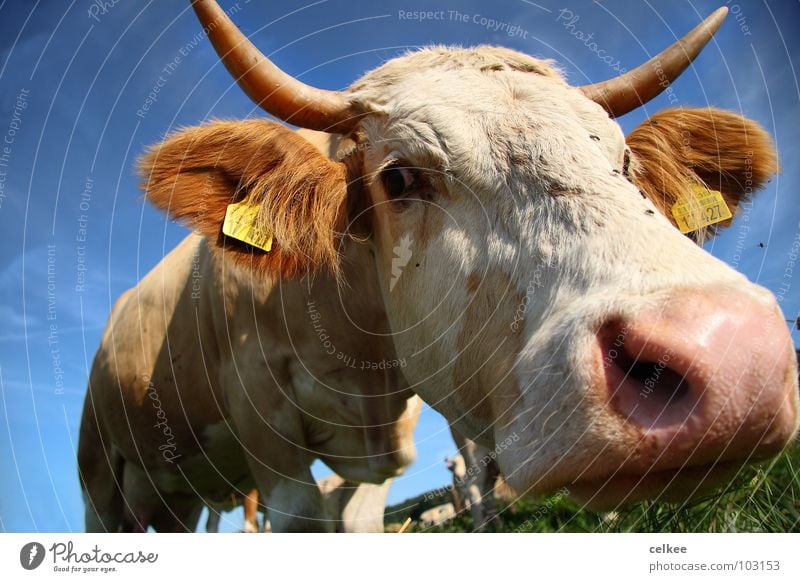 von schräg unten Kuh Säugetier Horn Himmel blau Nase fliegen Auge