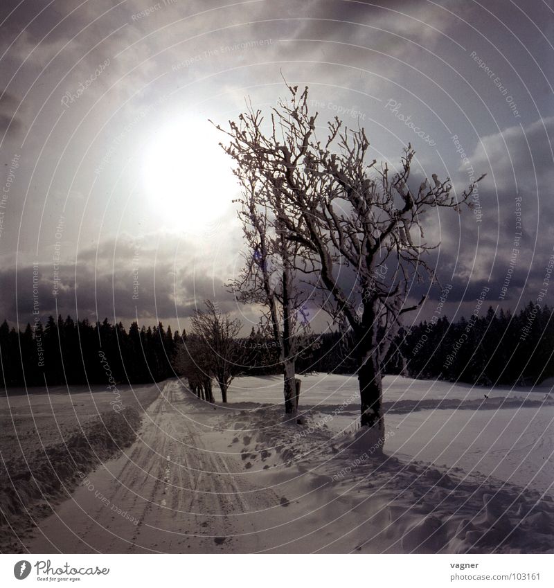 Vogelbeerbäume Winter Baum Wolken Verkehrswege Schnee Abend Straße Glätte Himmel Sonne