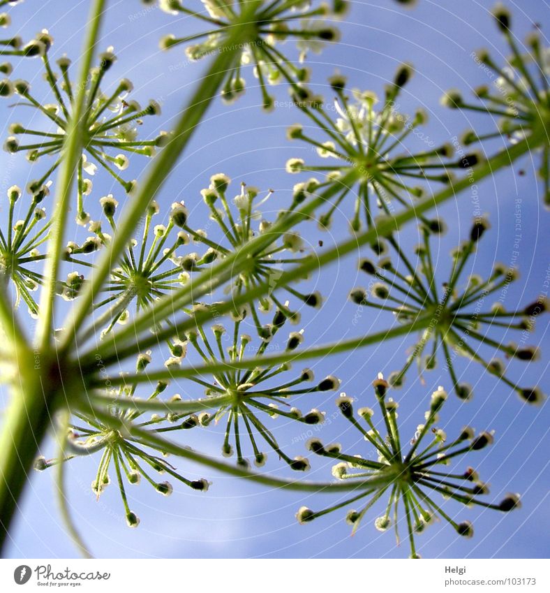 Stengel mit Blüten einer wilden Möhre aus der Froschperspektive vor blauem Himmel Blume Pflanze Wiese Wegrand Blühend emporragend grün weiß Wachstum gedeihen