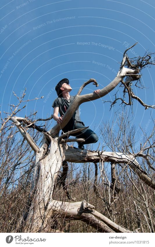 Jugendlicher im Baum auf Hiddensee Person blau toter Baum grau