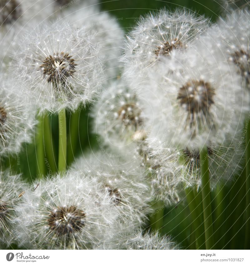 vorher Erntedankfest Umwelt Natur Pflanze Frühling Sommer Blume Blüte Wildpflanze Löwenzahn Taraxacum officinale Wiese Blühend Wachstum grün weiß Fröhlichkeit