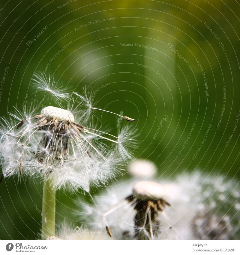 nachher Feste & Feiern Muttertag Geburtstag Natur Pflanze Frühling Sommer Klima Blume Wildpflanze Taraxacum officinale Löwenzahn Wiesenblume Blumenwiese Blühend